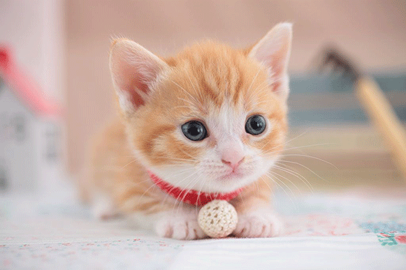 1501492125455307.gif cvbghjkl.gif